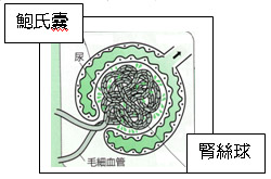 腎病徵候群患者注意事項圖片