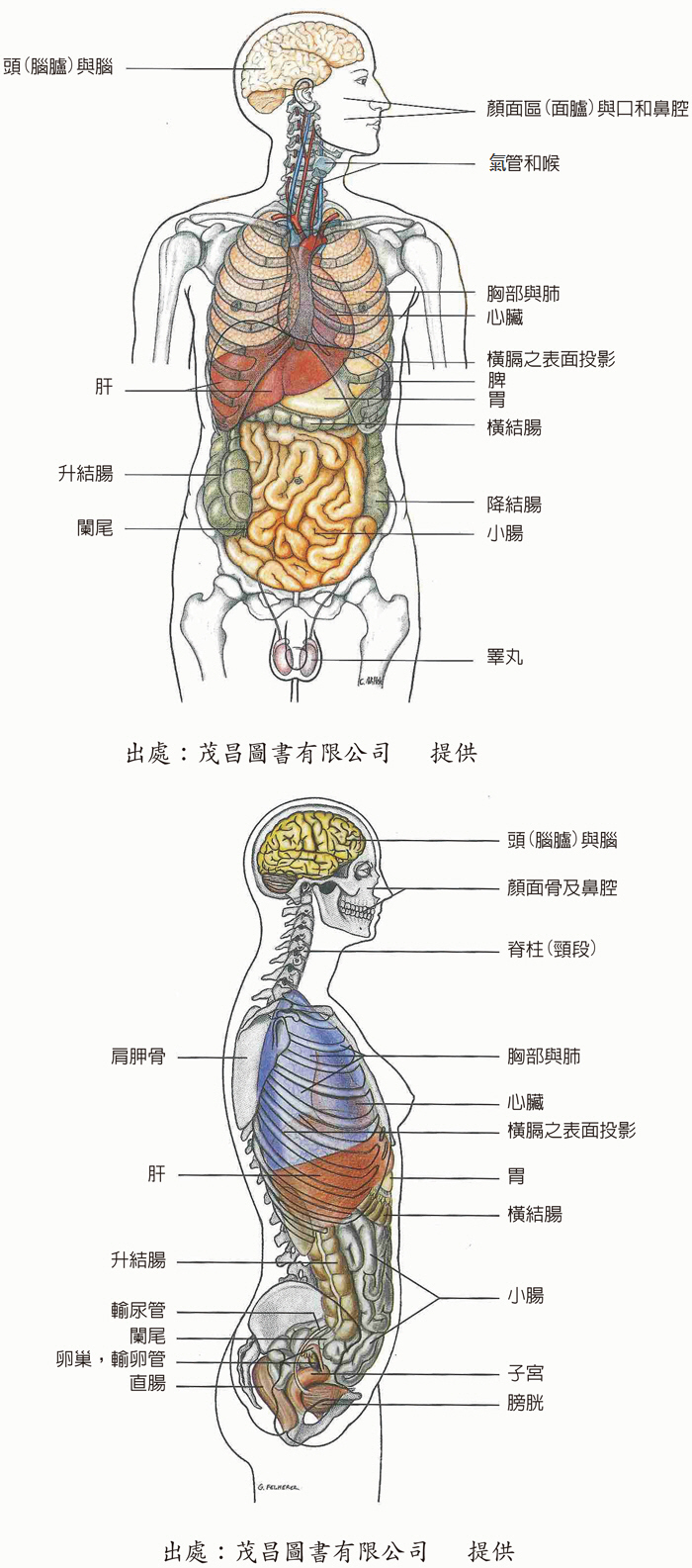 人體器官結構圖介紹圖片